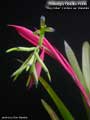 Billbergia Beadle #1445
