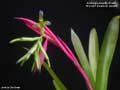 Billbergia Beadle #1445