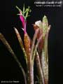 Billbergia Beadle #1447
