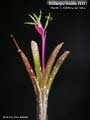 Billbergia Beadle #1447