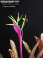 Billbergia Beadle #1447