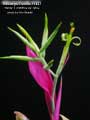 Billbergia Beadle #1447