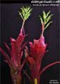 Billbergia Beadle #1455