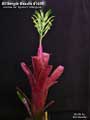 Billbergia Beadle #1455