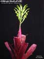 Billbergia Beadle #1455