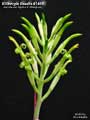 Billbergia Beadle #1455
