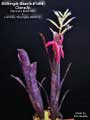 Billbergia Beadle #1464 Clone A