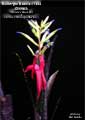 Billbergia Beadle #1464 Clone A