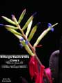 Billbergia Beadle #1464 Clone A