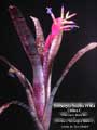 Billbergia Beadle #1464 Clone C