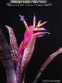 Billbergia Beadle #1464 Clone C