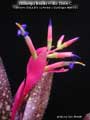 Billbergia Beadle #1464 Clone C
