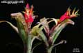 Billbergia Beadle #1474