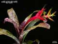 Billbergia Beadle #1474