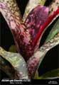 Billbergia Beadle #1474