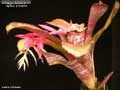 Billbergia Beadle #1478