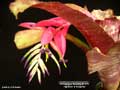Billbergia Beadle #1478
