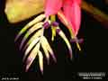 Billbergia Beadle #1478
