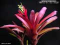 Billbergia Beadle #1479