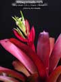 Billbergia Beadle #1479