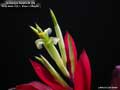 Billbergia Beadle #1479