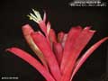 Billbergia Beadle #1480