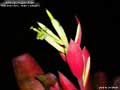 Billbergia Beadle #1480