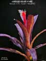 Billbergia Beadle #1488
