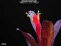 Billbergia Beadle #1488
