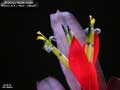 Billbergia Beadle #1488