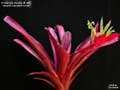 Billbergia Beadle #1491