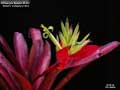 Billbergia Beadle #1491