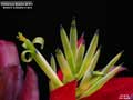 Billbergia Beadle #1491