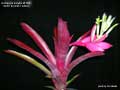 Billbergia Beadle #1503
