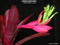 Billbergia Beadle #1503