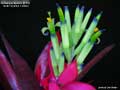 Billbergia Beadle #1503