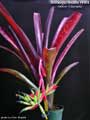 Billbergia Beadle #1504