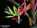 Billbergia Beadle #1504