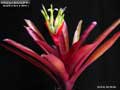 Billbergia Beadle #1507