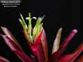 Billbergia Beadle #1507
