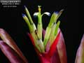 Billbergia Beadle #1507