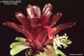 Billbergia Beadle #1511