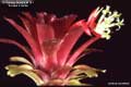 Billbergia Beadle #1511