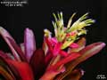 Billbergia Beadle #1511