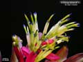 Billbergia Beadle #1511