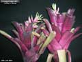 Billbergia Beadle #1512