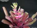 Billbergia Beadle #1512