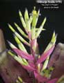 Billbergia Beadle #1512