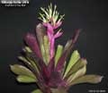 Billbergia Beadle #1514
