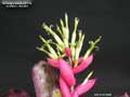 Billbergia Beadle #1514